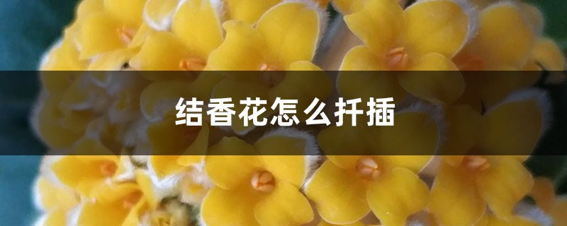 结香花怎么扦插，什么时候扦插