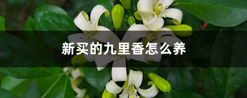 新买的九里香怎么养