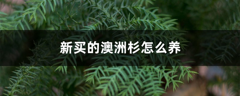 新买的澳洲杉怎么养