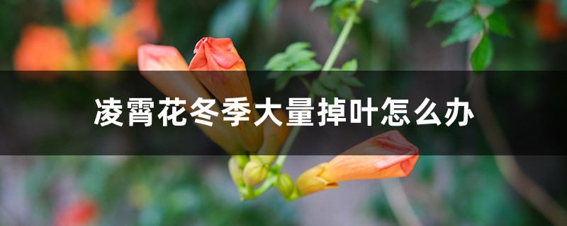 凌霄花冬季大量掉叶怎么办,冬季需要修剪吗 凌霄花冬季大量掉叶怎么办,冬季需要修剪吗