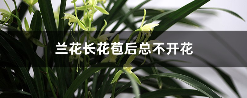 兰花长花苞后总不开花是什么原因，怎么养才能开花