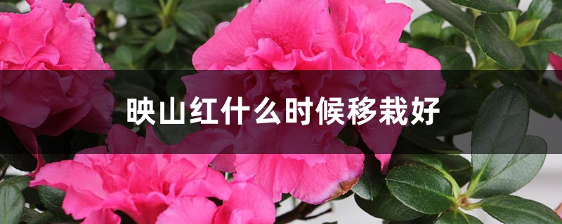 映山红什么时候移栽好,移栽注意事项 映山红什么时候移栽好,移栽注意事项