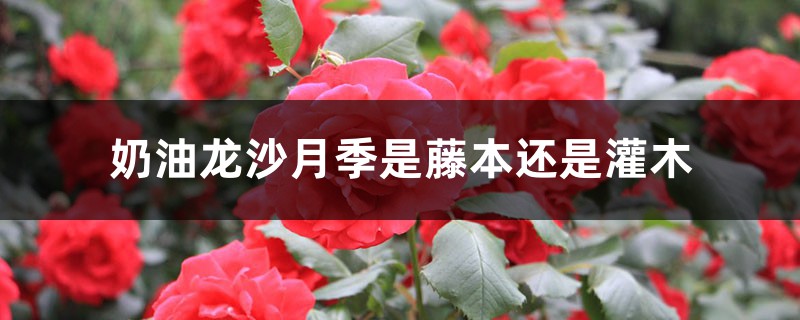 奶油龙沙月季是藤本还是灌木,怎么养 奶油龙沙月季是藤本还是灌木,怎么养