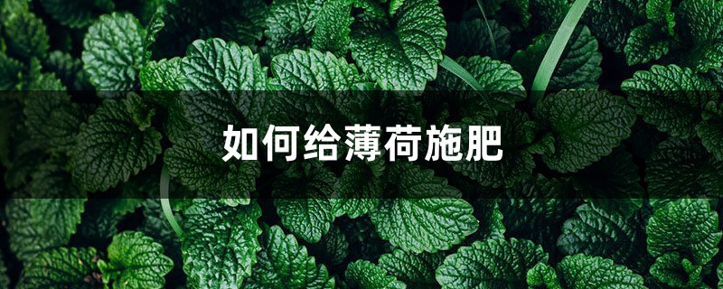 薄荷施肥方法，用什么肥好