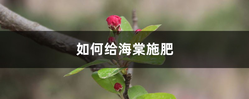 海棠施肥方法，用什么肥好