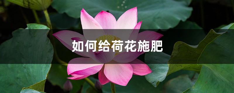 荷花施肥方法，用什么肥好