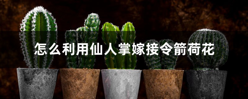 怎么利用仙人掌嫁接令箭荷花