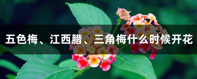 五色梅、江西腊、三角梅什么时候开花