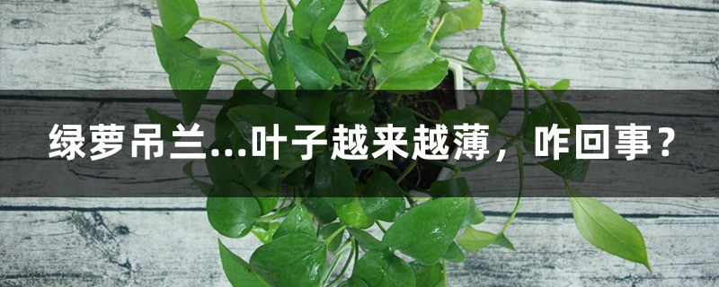 绿萝吊兰…叶子越来越薄，咋回事？