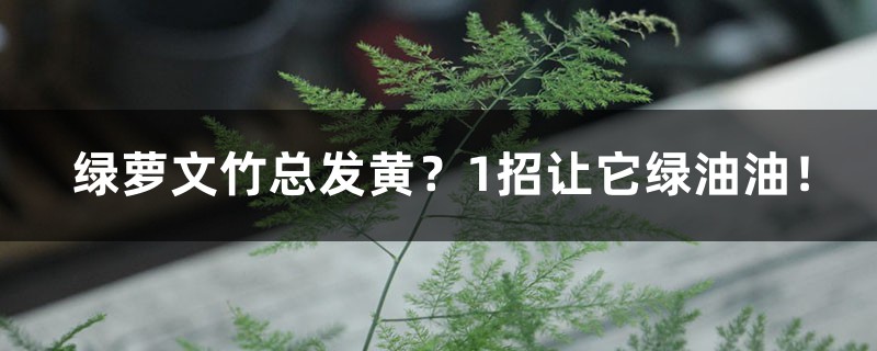 绿萝文竹总发黄？1招让它绿油油！