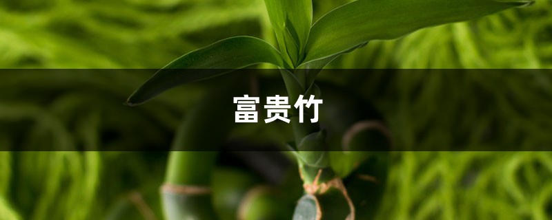 发芽的姜块别扔，比富贵竹好养，又高又绿还能吃！