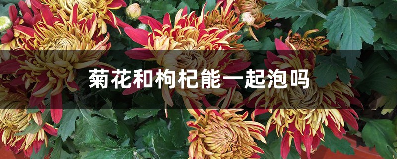 菊花和枸杞能一起泡吗