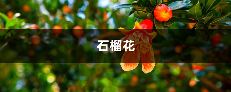 “石榴”树枝剪1刀,15天就生根,长大后结的果子吃不完 “石榴”树枝剪1刀,15天就生根,长大后结的果子吃不完
