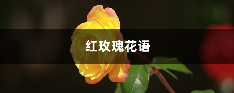 红玫瑰花语