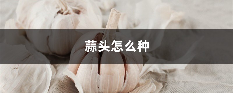 蒜头怎么种