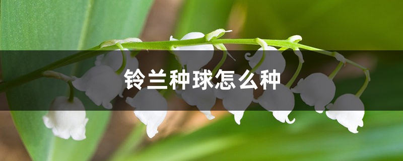 铃兰种球怎么种 铃兰种球怎么种