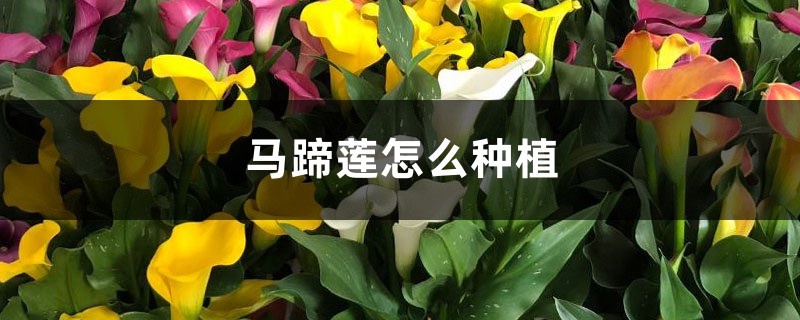 马蹄莲怎么种植 马蹄莲怎么种植