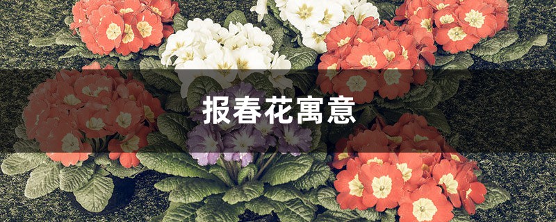 报春花寓意