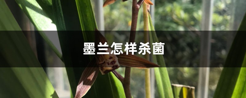 墨兰怎样杀菌