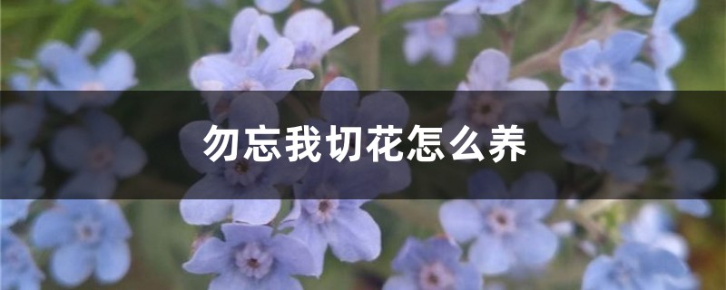 勿忘我切花怎么养