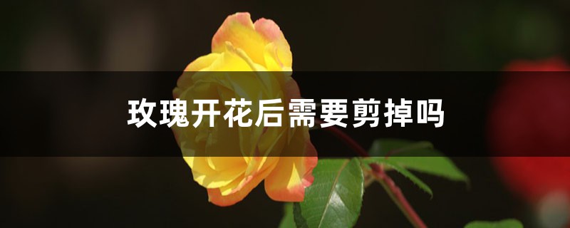 玫瑰开花后需要剪掉吗