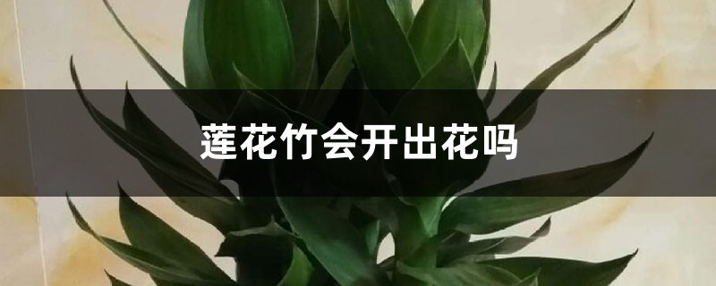 莲花竹会开出花吗