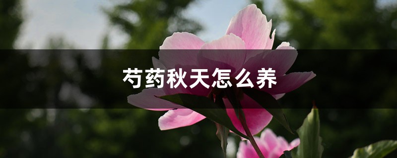 芍药秋天怎么养