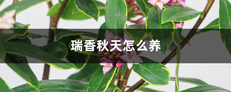 瑞香秋天怎么养