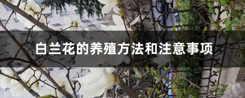 白兰花的养殖方法和注意事项