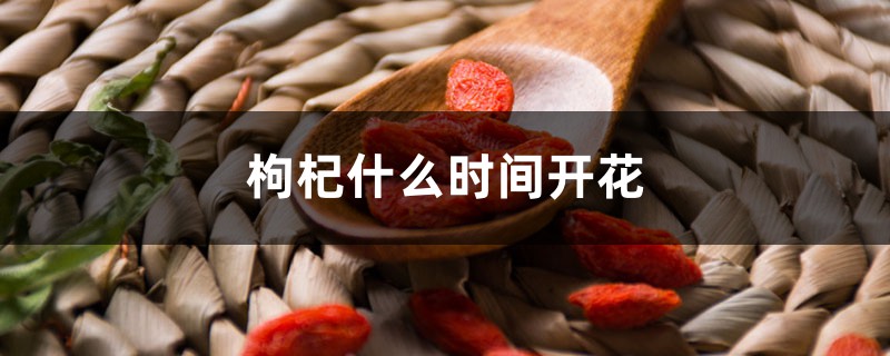 枸杞什么时间开花