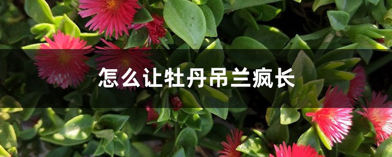 怎么让牡丹吊兰疯长