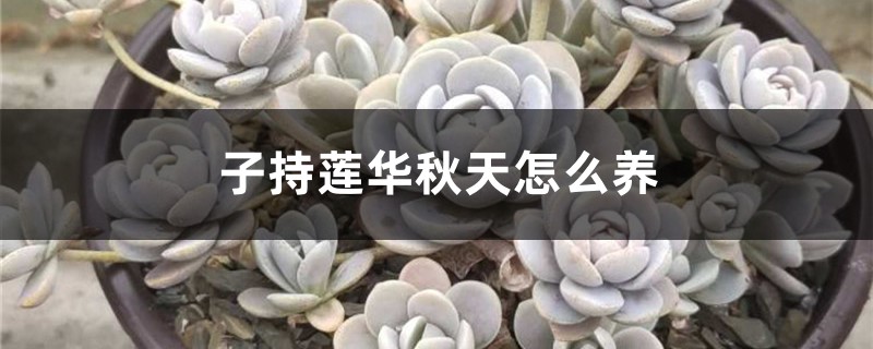 子持莲华秋天怎么养