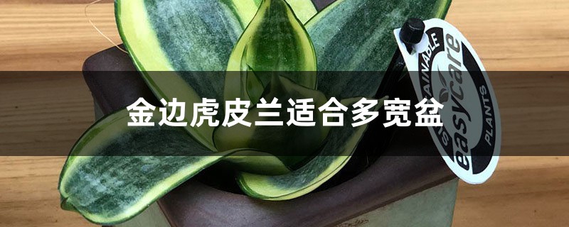 金边虎皮兰适合多宽盆