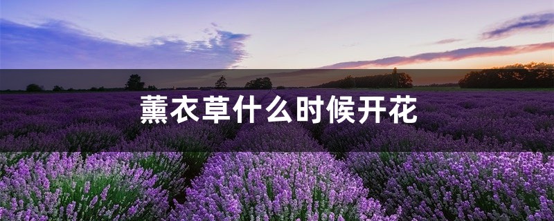 薰衣草什么时候开花