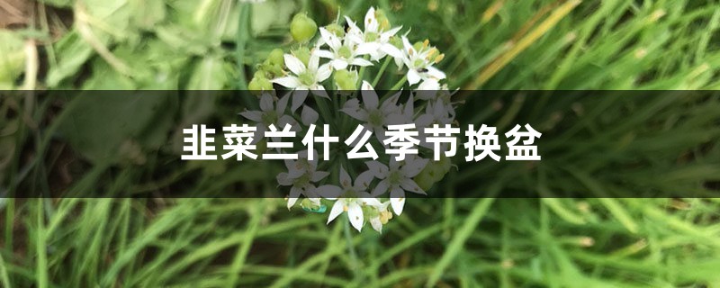 韭菜兰什么季节换盆