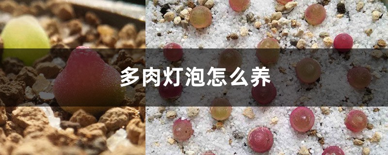 多肉灯泡怎么养，几年开花？能长多大？