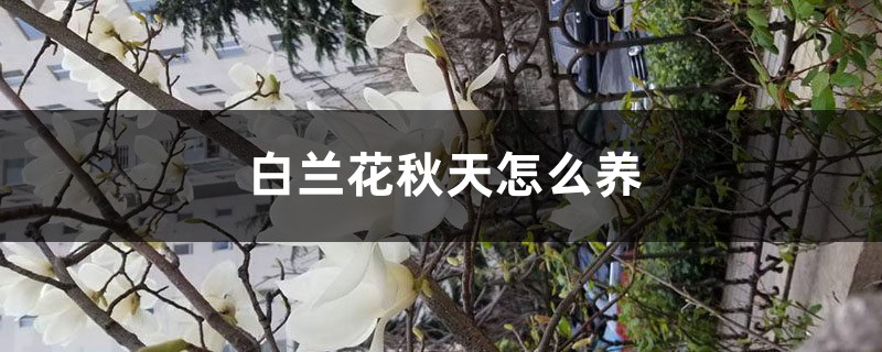 白兰花秋天怎么养