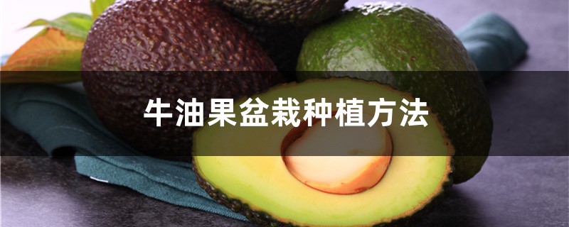 牛油果就是鳄梨吗？盆栽怎么种植？