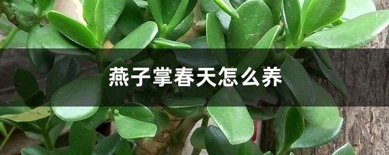 燕子掌春天怎么养