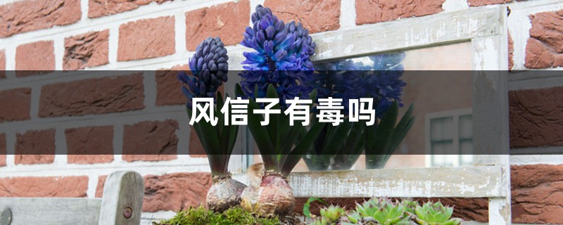 风信子有毒吗 风信子有毒吗