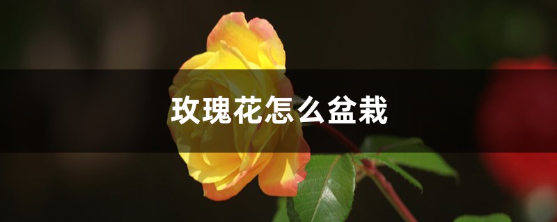 玫瑰花怎么盆栽（适合什么盆，养护方法）