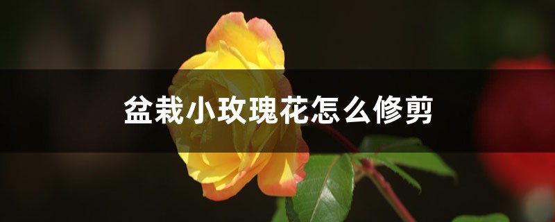 小玫瑰花的盆栽的花期，怎么修剪