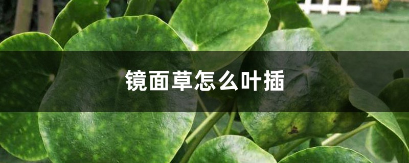 镜面草怎么叶插