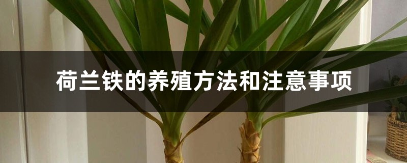 荷兰铁的养殖方法和注意事项