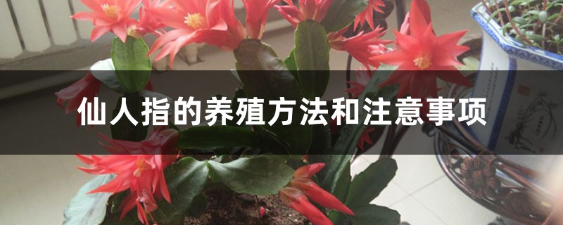 仙人指的养殖方法和注意事项