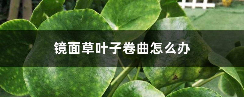 镜面草叶子卷曲怎么办 镜面草叶子卷曲怎么办