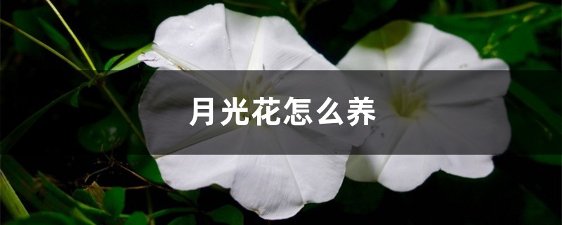 月光花怎么养