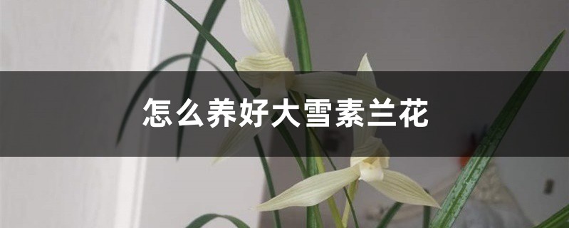 怎么养好大雪素兰花