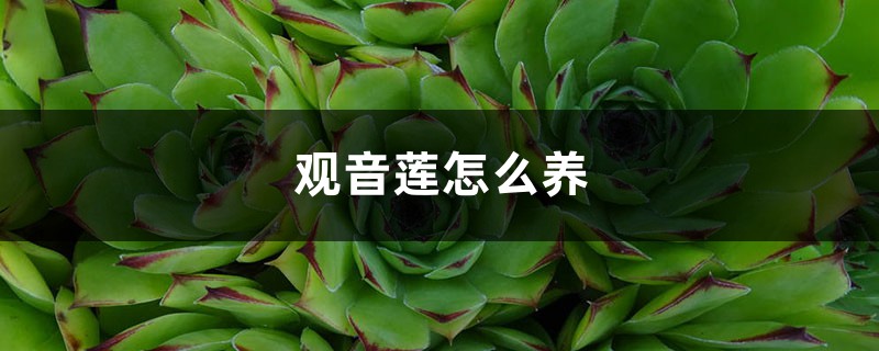 观音莲怎么养