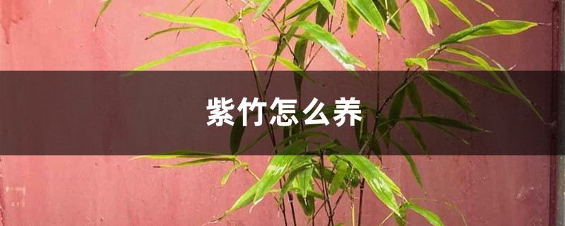 紫竹怎么养